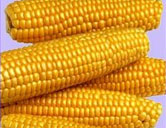 Yellow Maize